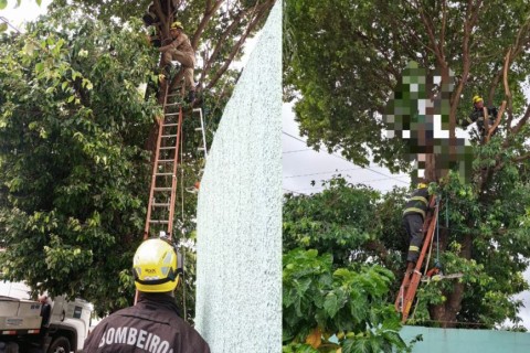 Homem morre após sofrer choque elétrico enquanto podava árvore em Caldas Novas GO