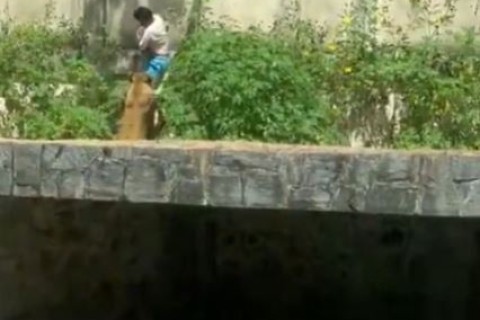 Homem invade jaula e é morto por leoa em João Pessoa