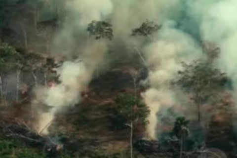 Sinal vermelho para a Amazônia: destruição avança em ritmo alarmante