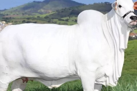 Neta da vaca de R$ 21 milhões é destaque em evento promovido por Ibaneis Rocha
