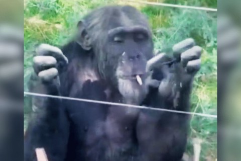 Chimpanzé é flagrado fumando cigarro jogado por turistas em zoo da China