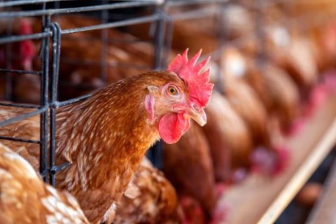 Novo Caso de Gripe Aviária em Aves Domésticas de SP Acende o Sinal Vermelho
