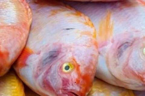 Governo Lula libera JBS a operar importação de tilápia do Vietnã