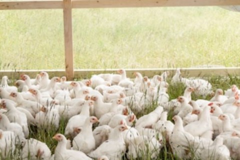 Após China e UE, Argentina Também Suspende Importação de Frango do Brasil por Gripe Aviária