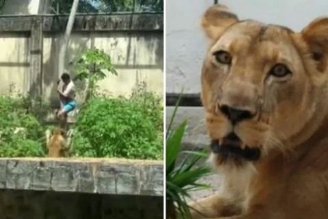 Homem morto por leoa na Paraíba tinha várias passagens pela polícia