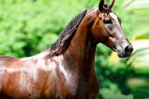 Tragédia no Campo: Cavalo de R$ 12 Milhões Morre Após Consumir Ração Suspeita